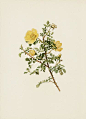 Ellen Willmott Rose Prints 1914 from The Genus Rosa