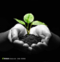 低碳环保广告素材 黑白照片双手捧着的树苗摄影背景桌面壁纸图片素材