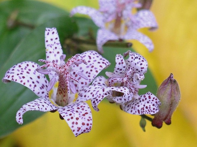 油点草(Tricyrtis)~