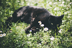 茶丸采集到黑猫