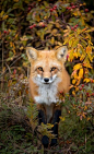 狐狸的秋天，早安