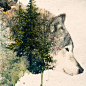 Surreal Nature Series Wolf Pride : Part of my nature surreal series