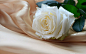 白玫瑰高清壁纸是壁纸中国（www.33.la）精选的白玫瑰高清壁纸http://www.33.la/33lajianyue/15295.html，免费提供白玫瑰高清壁纸下载，分辨率为1920x1200高清壁纸，适用于19寸高清桌面壁纸使用，这款白玫瑰电脑壁纸精选了高清唯美白玫瑰壁纸桌面，非常适合用作电脑桌面壁纸和喜欢情人节玫瑰花壁纸的用户。