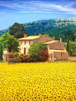 Sunflower field in St.Maxime, Cote d Azur Region, France.