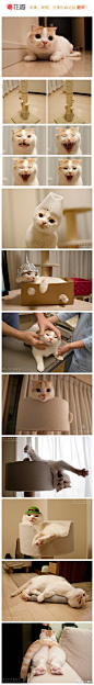 pokke是一只来自日本的苏格兰折耳猫。2010年日本节目「すえこの部屋」出现而红。爱玩弹力球，不喜欢真空吸尘器，机灵活泼的个性和可爱萌态深受猫猫迷的喜爱。太萌了，抱走！