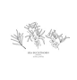 hand drawn sea buckthorn branches vector image