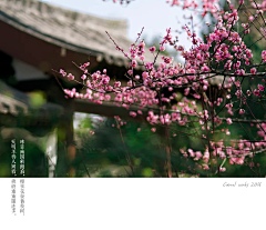 曙荆采集到风景·花