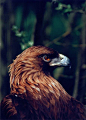 Golden Eagle #BirdsofPrey #BirdofPrey #Bird of Prey