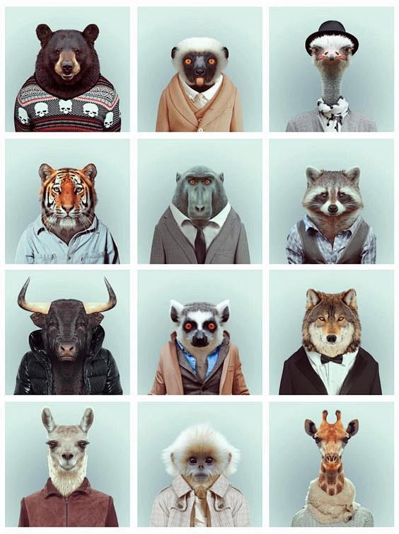 Zoo Portraits Wallpa...