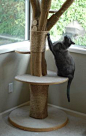 Cat tree made out of a real tree