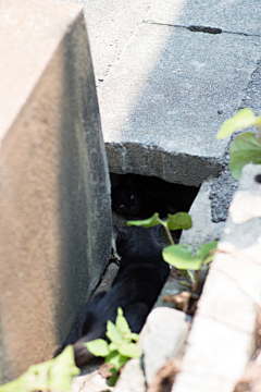 青山雀采集到猫岛