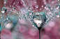 【蒲公英上的露珠很漂亮，英国摄影师 Sharon Johnstone 微距拍摄的蒲公英上的小水滴，晶莹剔透。】水滴，蒲公英，snowandsnow的嗡嗡 - 蚂蜂窝