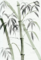 水彩画的竹子