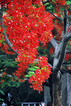 ~灵希~采集到那些花儿与植物