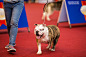 Vietnamese dog show by Khánh Lê on 500px