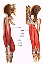 大腿肌肉解剖图 : 大腿肌肉解剖图 腿部是是位于臀部与脚踝之间的下肢部分。从功能角度来看下肢使一些活动成为可能如：散步。跑步，跳跃，骑行等。 股四头肌：这块肌肉包括4个部分。是使人站立和移动的很...