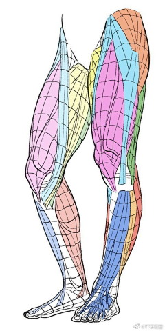 烟蒂内个酱采集到D【教程1】绘画基础教程 人体基础