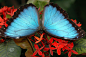 Blue Morpho-Morpho Peleides 