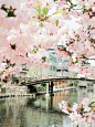 Cherry blossoms in Sakura Japan: 