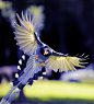 Blue Magpie