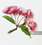 Malus 'Van Eseltine', dark stem with leaves and pink flower heads_创意图片