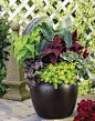 foliage contrast - container garden: 