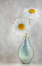 Photograph Daisies by Mandy Disher on 500px