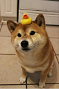 Has anyone seen my duckie? #shiba #rubberduckie: