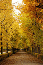 奥地利-维也纳的秋天(683×1024)