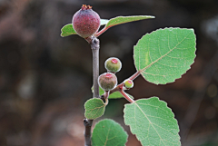 lauccy采集到Plants