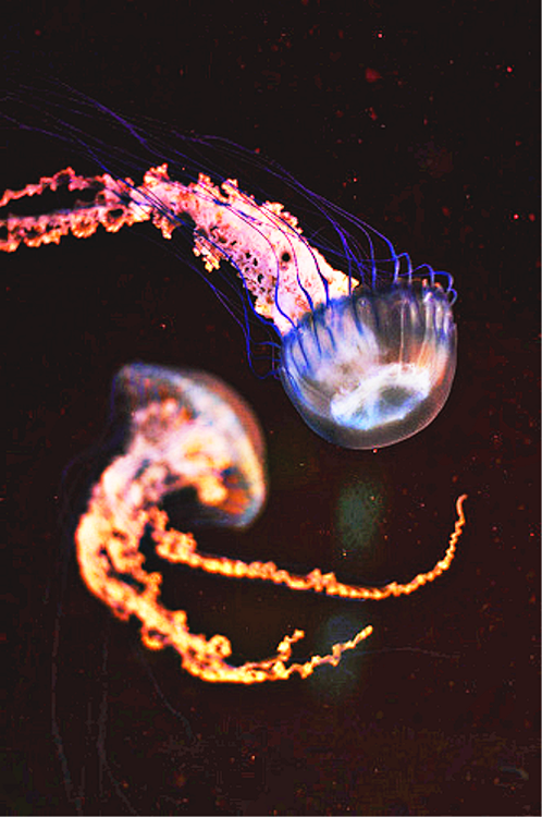 【极美的水母】摄影构图美学。60000张...