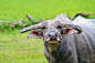 【美图分享】thailandonly 的作品《Buffalo. Buffalo calf in field, Thailand.》 #500px# @500px社区