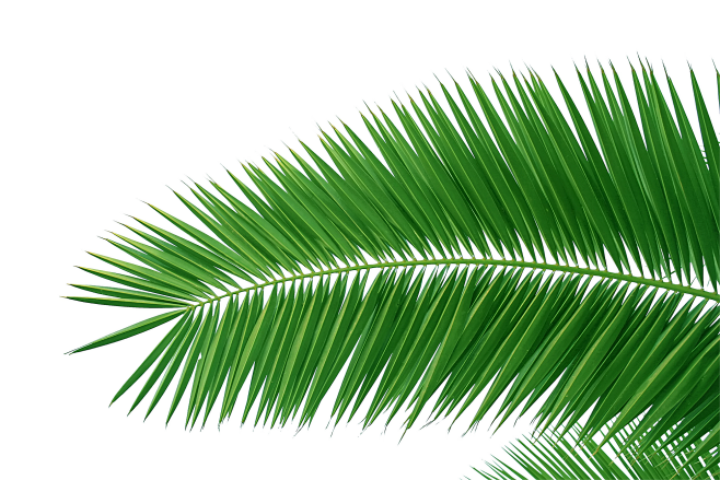 椰子树叶 免扣 透明 绿色椰子