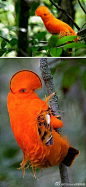 圭亚那冠伞鸟（Rupicola rupicola）栖息在热带及亚热带近岩石区的雨林，有着复杂的求偶行径。雄鸟壮丽的不只是鲜艳的羽毛颜色，而其明显的扇状冠也异常美丽，而安第斯动冠伞鸟是秘鲁的国鸟。你能找到它们的喙吗？