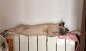 「喵会社」The CAT Association - 社群 - Google+