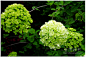 欧洲绣球荚蒾_生态_POCO摄影,木本植物,花卉