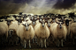 Audran Gosling在 500px 上的照片Sheepfest