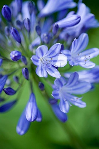 Agapanthus caulescen...