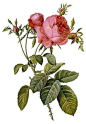 415px-Rosa_centifolia_foliacea_17.jpg
