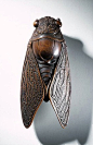 Carved wood netsuke in the form of a cicada, late 19th century, Japan