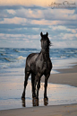 Friesian mare Silke Katarzyna Okrzesik Photography