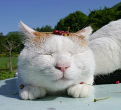 花之物语flowerwuyu采集到猫叔