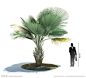 热带树木模型 棕榈树源文件__展示模型_3D设计_源文件图库_昵图网nipic.com