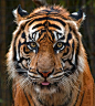苏门答腊虎
在野生状态下只有20只。随着40年代巴利虎和70年代里海虎的灭绝，人们预计，这一物种在不久的将来也将在地球上消失。