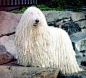 Komondor Dog