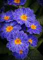 ~~Blue Zebra Primrose (primula acaulis zebra blue) by Steven J Gibbs~~