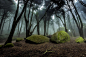 Rock Forest, Sintra, Portugal