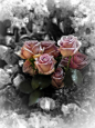 Purple Rose by ~Akkaneerut - crescentmoon