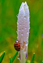 A lazy crawl after a Spring rain...  一场春雨过后