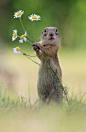 European Ground Squirrel - title A Handful of Flowers: 